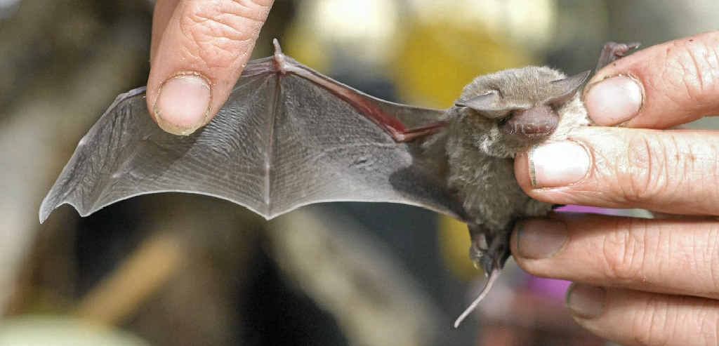 It is believed the horses may have contracted the virus from microbats.